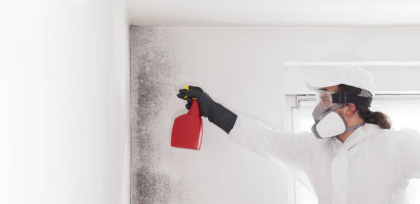 Best Attic Mold Removal  in South Russell, OH