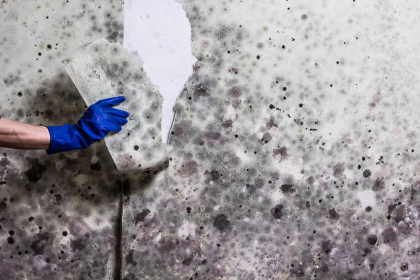 Certified Mold Removal in South Russell, OH