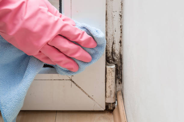 Best Mold Damage Repair  in South Russell, OH
