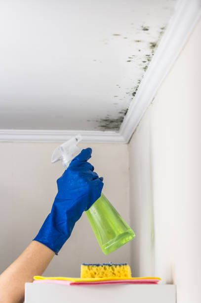 Attic Mold Removal in South Russell, OH